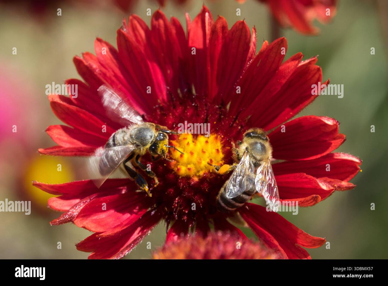 APIs mellifera melifera European Honey Bee Flower Honeybee Worker on Blanket Flower Foto Stock