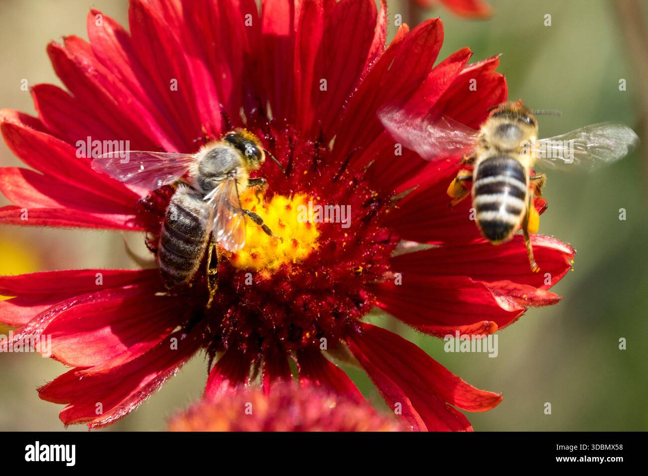 Due api mellifere su Flower Red Gaillardia Bee in volo Foto Stock