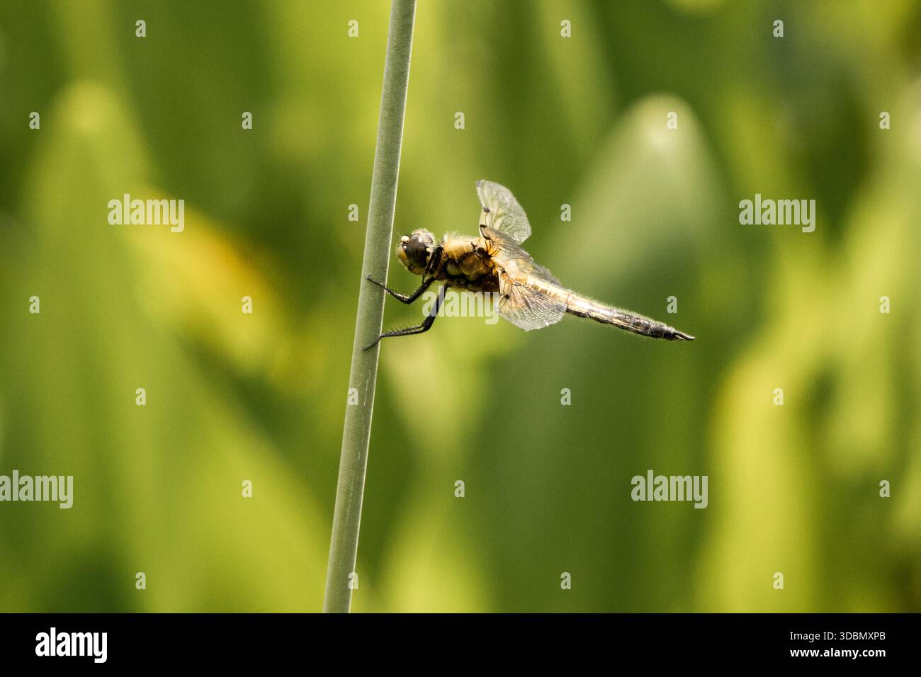 Dragonfly appollaiata su stelo Foto Stock