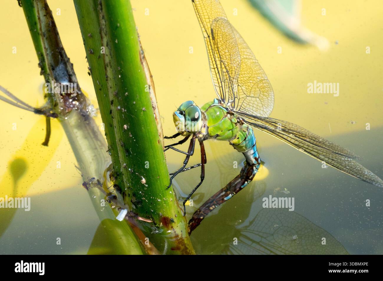 Femmina Imperatore Dragonfly che dedica uova nello stagno Anax imperator Foto Stock