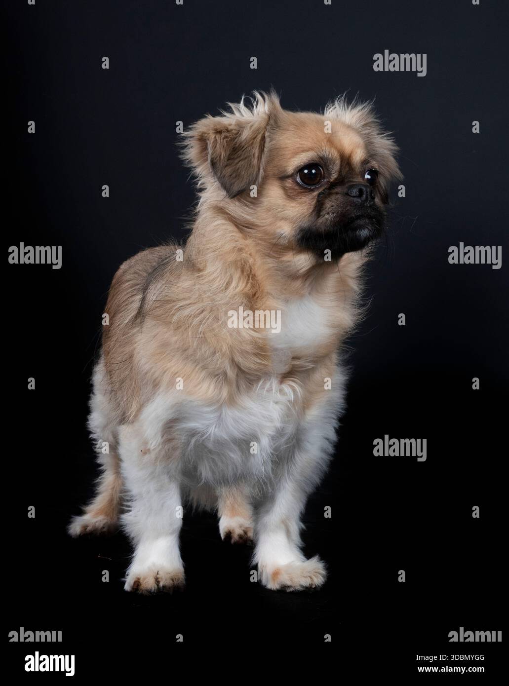 Spaniel tibetano davanti a sfondo nero Foto Stock