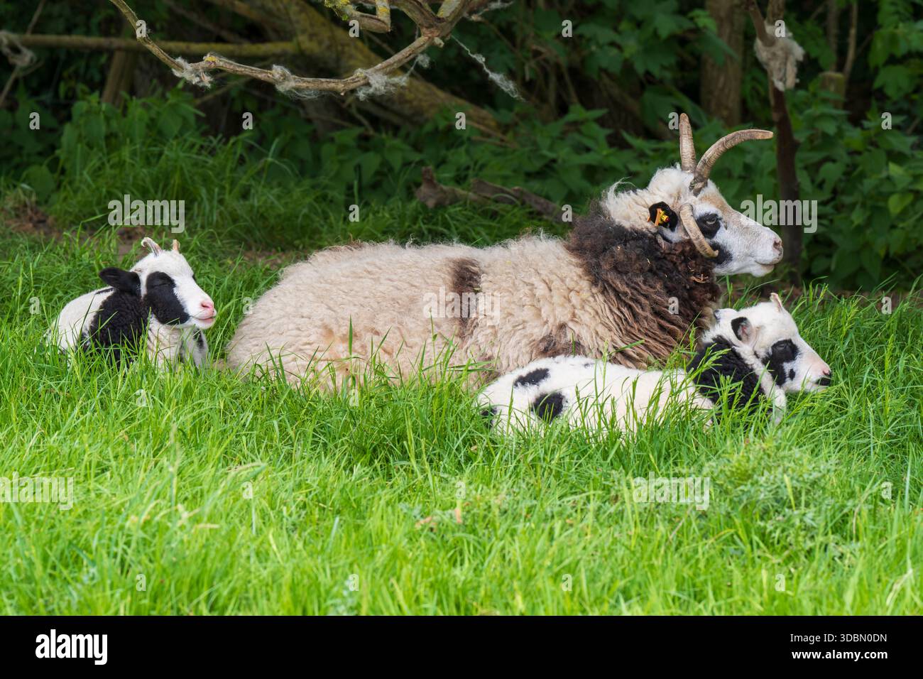 Germania, Schleswig-Holstein, Nordfriesland, Tönning, Jakobschaf, Vierhornschaf, Mehrhornschaf Foto Stock