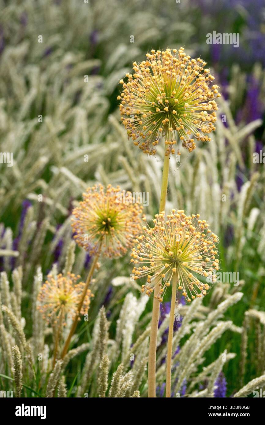 l'aglio ornamentale va a semina dopo la fioritura Foto Stock