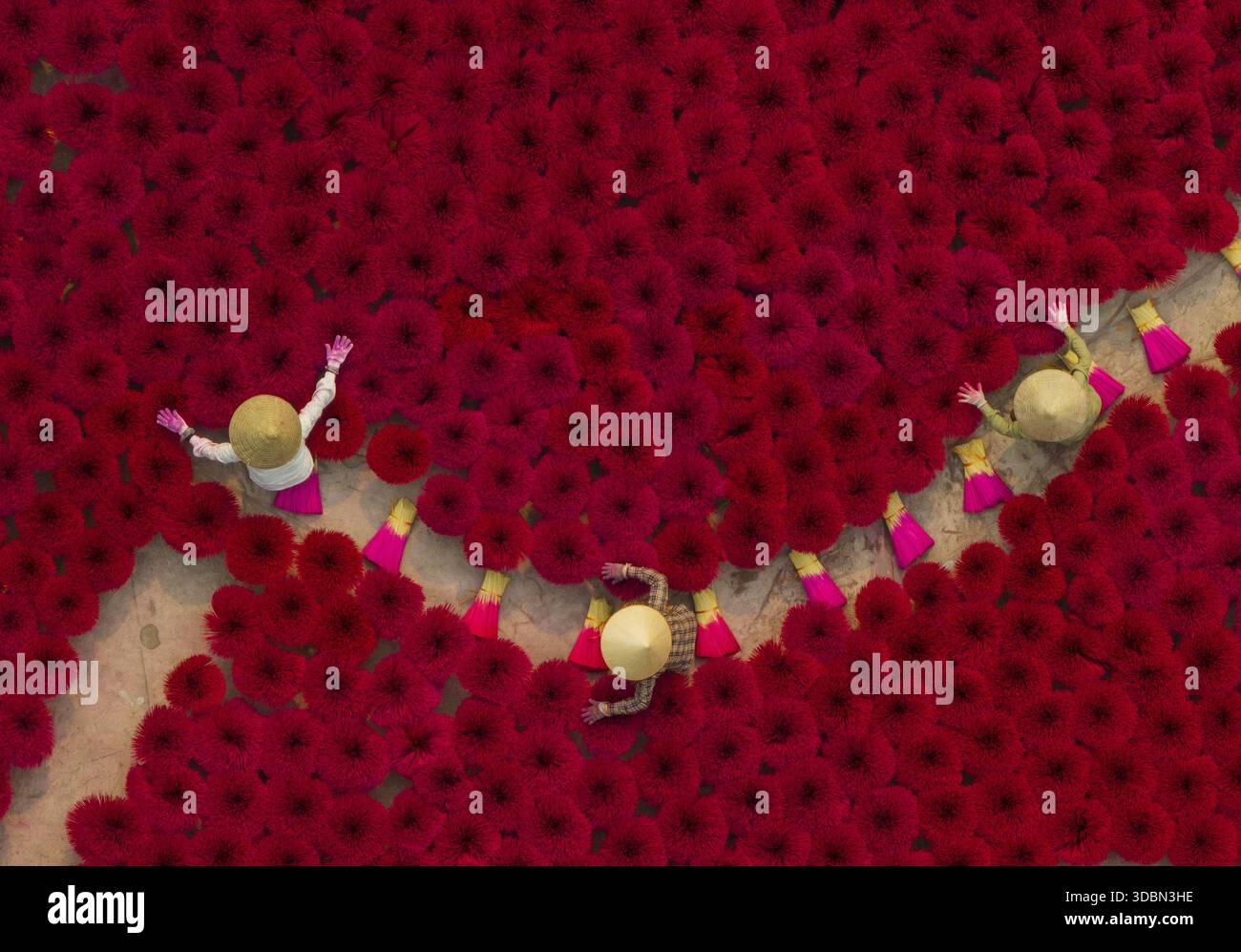 Vista aerea dei vivaci fiori rossi disposti sotto il sole, con gli agricoltori che indossano cappelli conici che tendono ai fiori, Hanoi, Hanoi, Vietnam. Foto Stock