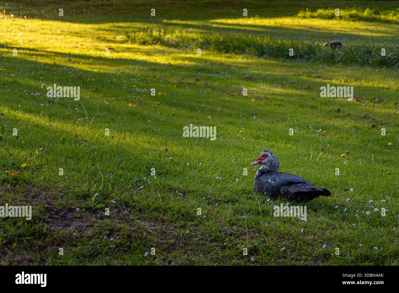 Anatra moscovita bianca e nera stesa sull'erba Foto Stock