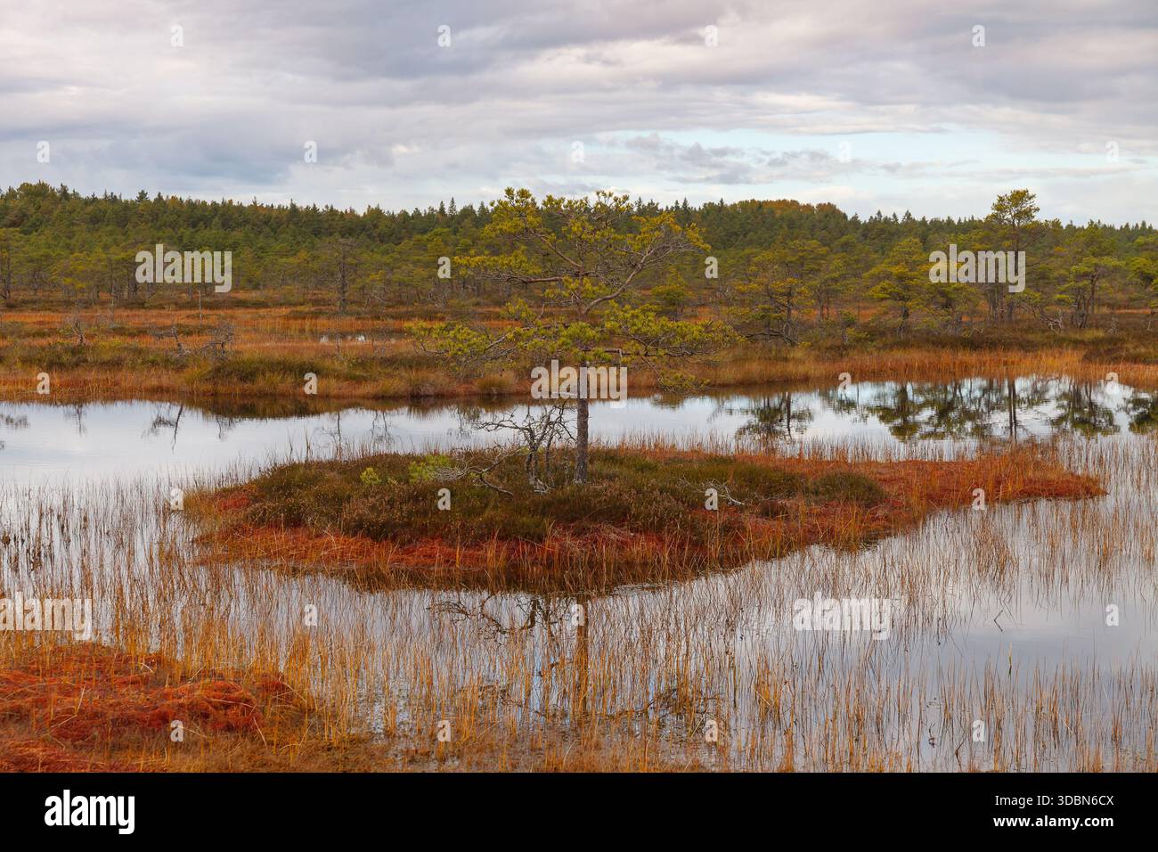 Paesaggio torbido con muschio autunnale e alberi sparsi. Foto Stock