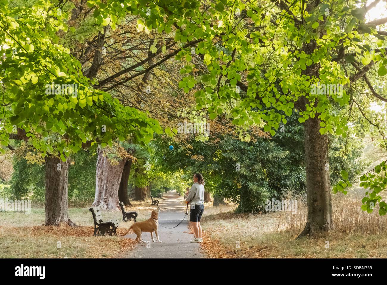Inghilterra, Somerset, Bath, Royal Victoria Park, Straight Footpath e Green Trees con donna che gioca con il cane Foto Stock