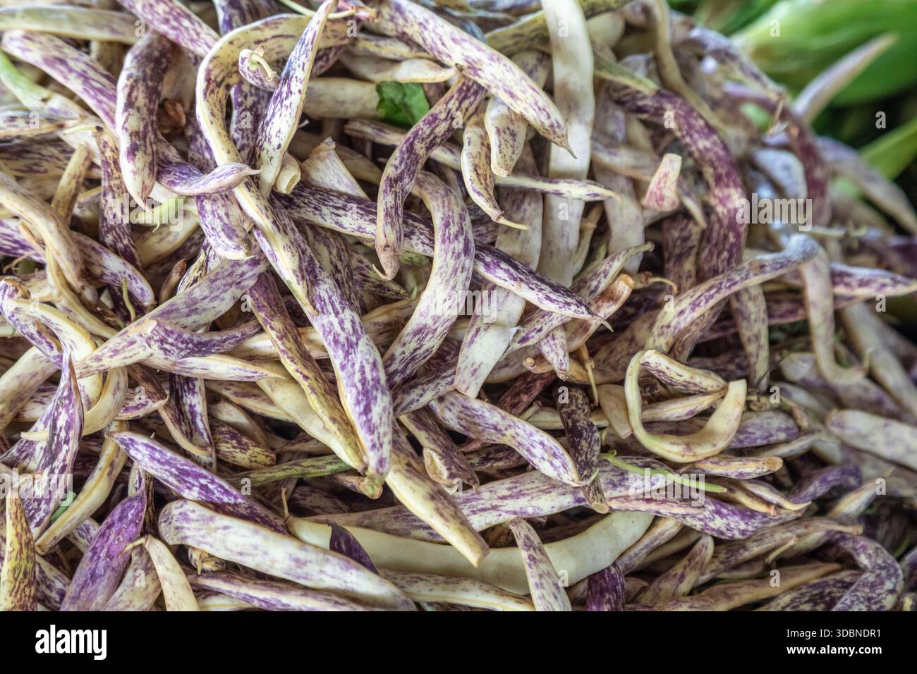 Primo piano di fagioli Romano macchiati, noti anche come fagioli Borlotti o Dragon Tongue, appena raccolti ed esposti in un mercato locale. Fotografato a Travnik, Bosnia centrale, Bosnia ed Erzegovina Foto Stock
