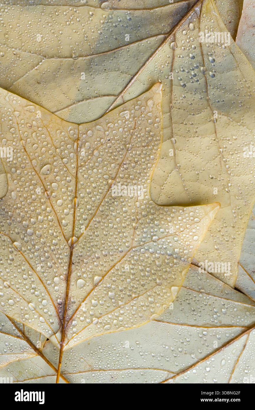 Foglie giallo chiaro del tulipano (Liriodendron tulipifera) con gocce d'acqua, primo piano, vista dall'alto, Germania Foto Stock