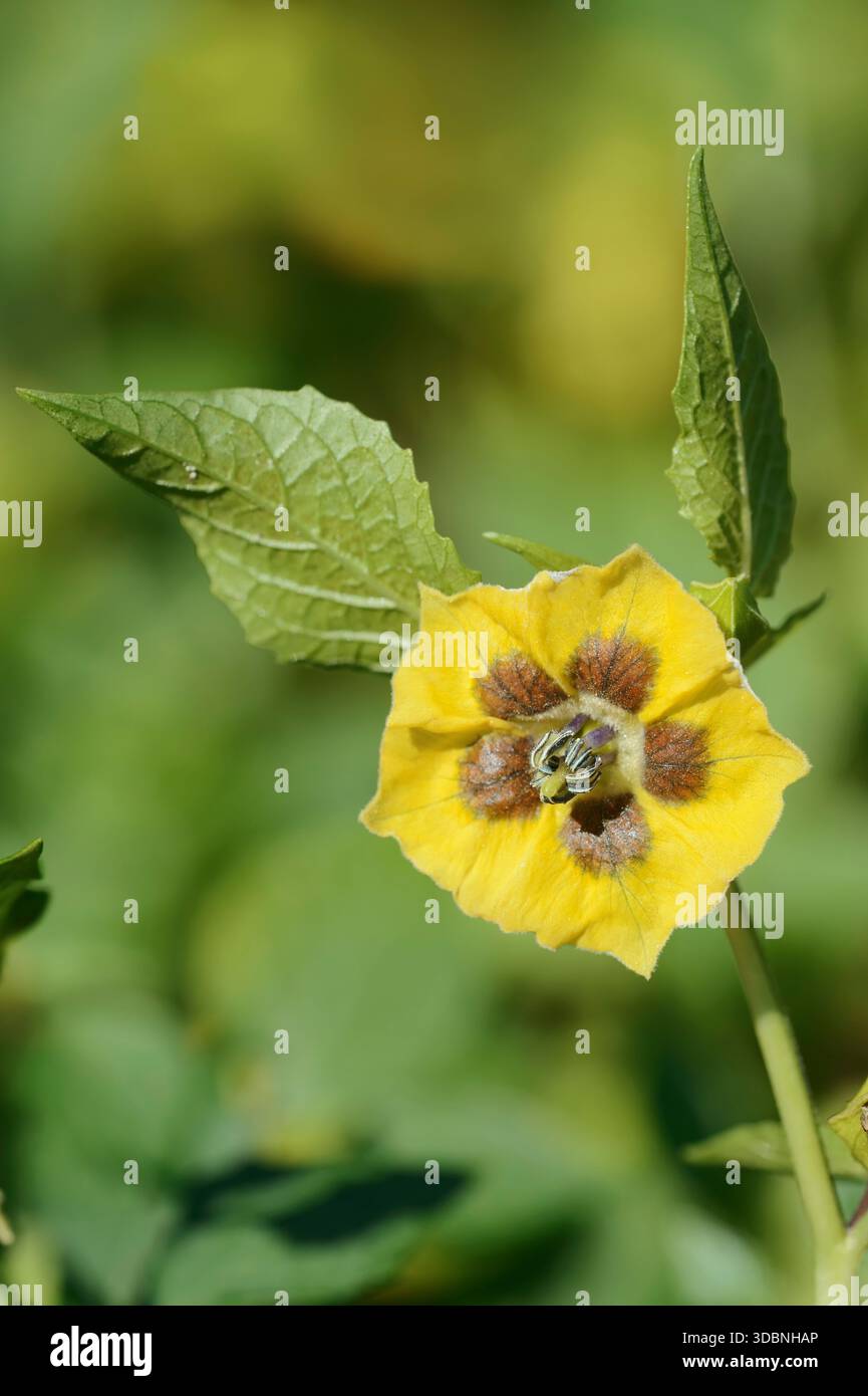 Tomatillo (Physalis ixocarpa, Physalis philadelphica), fiore Foto Stock
