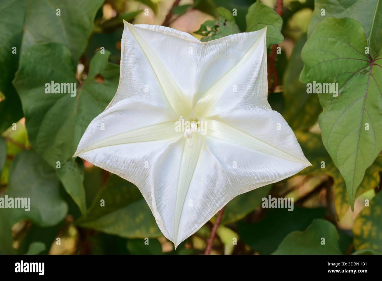 Alghe lunari o fiori di luna (Ipomea alba), fiori, Florida Foto Stock