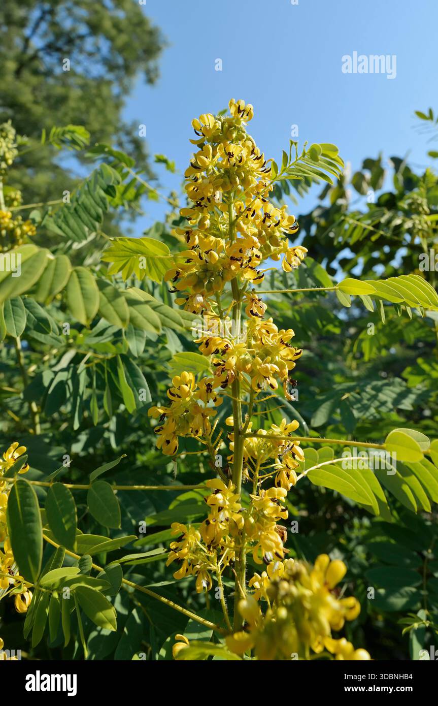senna selvatica o corteccia delle spezie (Senna hebecarpa) Foto Stock