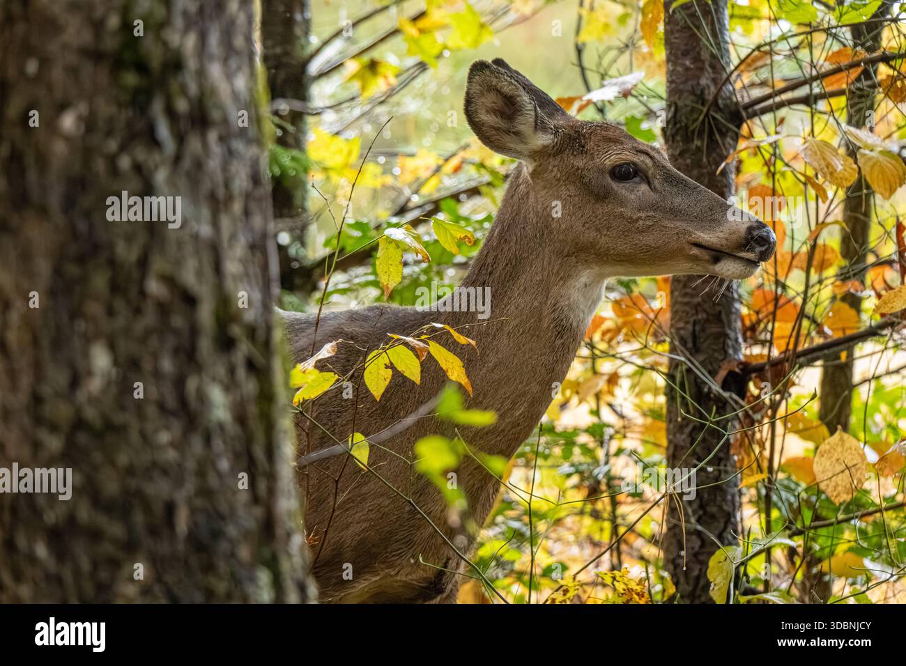 Cervo dalla coda bianca (Odocoileus virginianus) tra il fogliame autunnale di Cades Cove nel Great Smoky Mountains National Park vicino a Townsend, Tennessee. (USA) Foto Stock