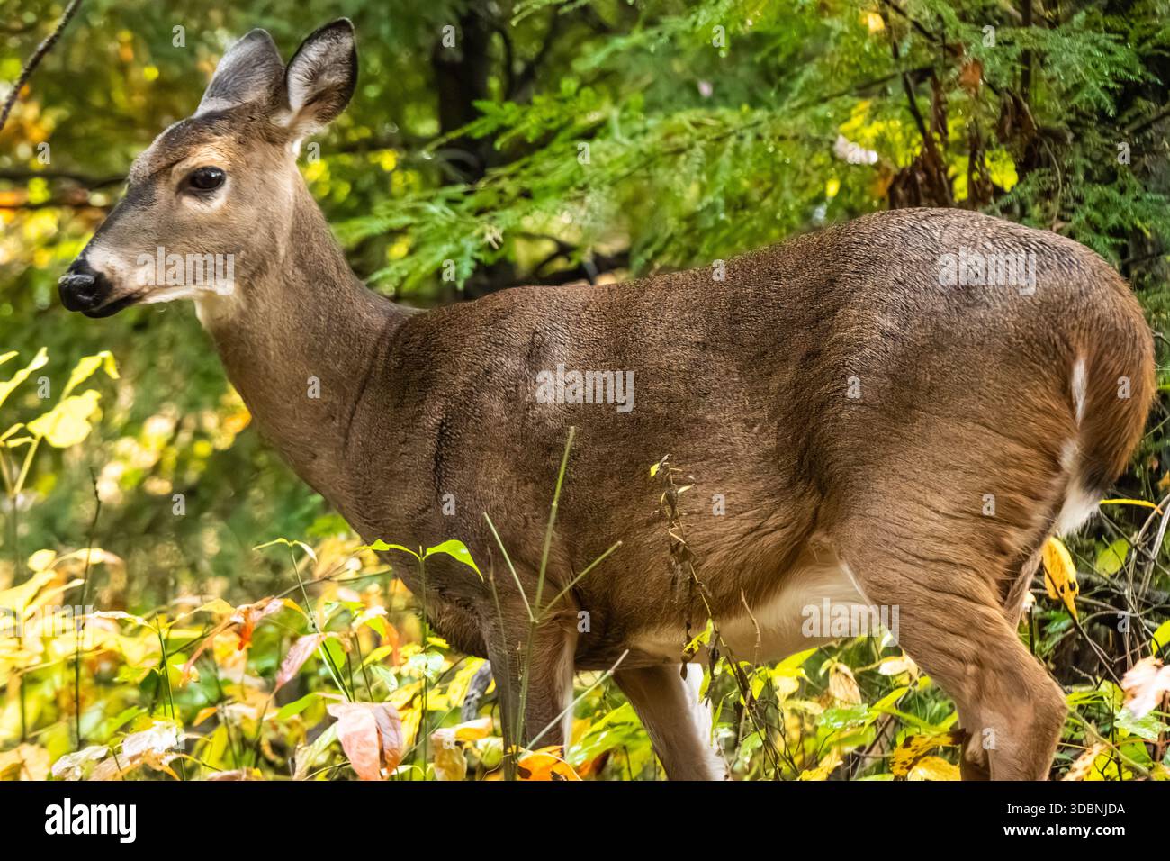 Cervo dalla coda bianca (Odocoileus virginianus) tra il fogliame autunnale di Cades Cove nel Great Smoky Mountains National Park vicino a Townsend, Tennessee. (USA) Foto Stock