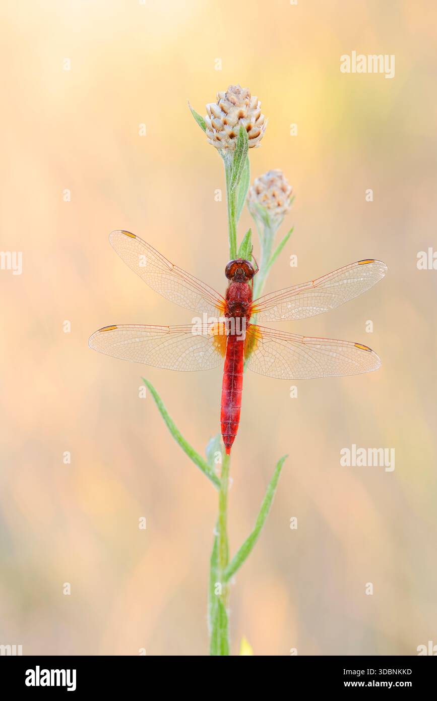 Dragonfly (Crocothemis erythraea), maschio, Renania settentrionale-Vestfalia, Germania Foto Stock