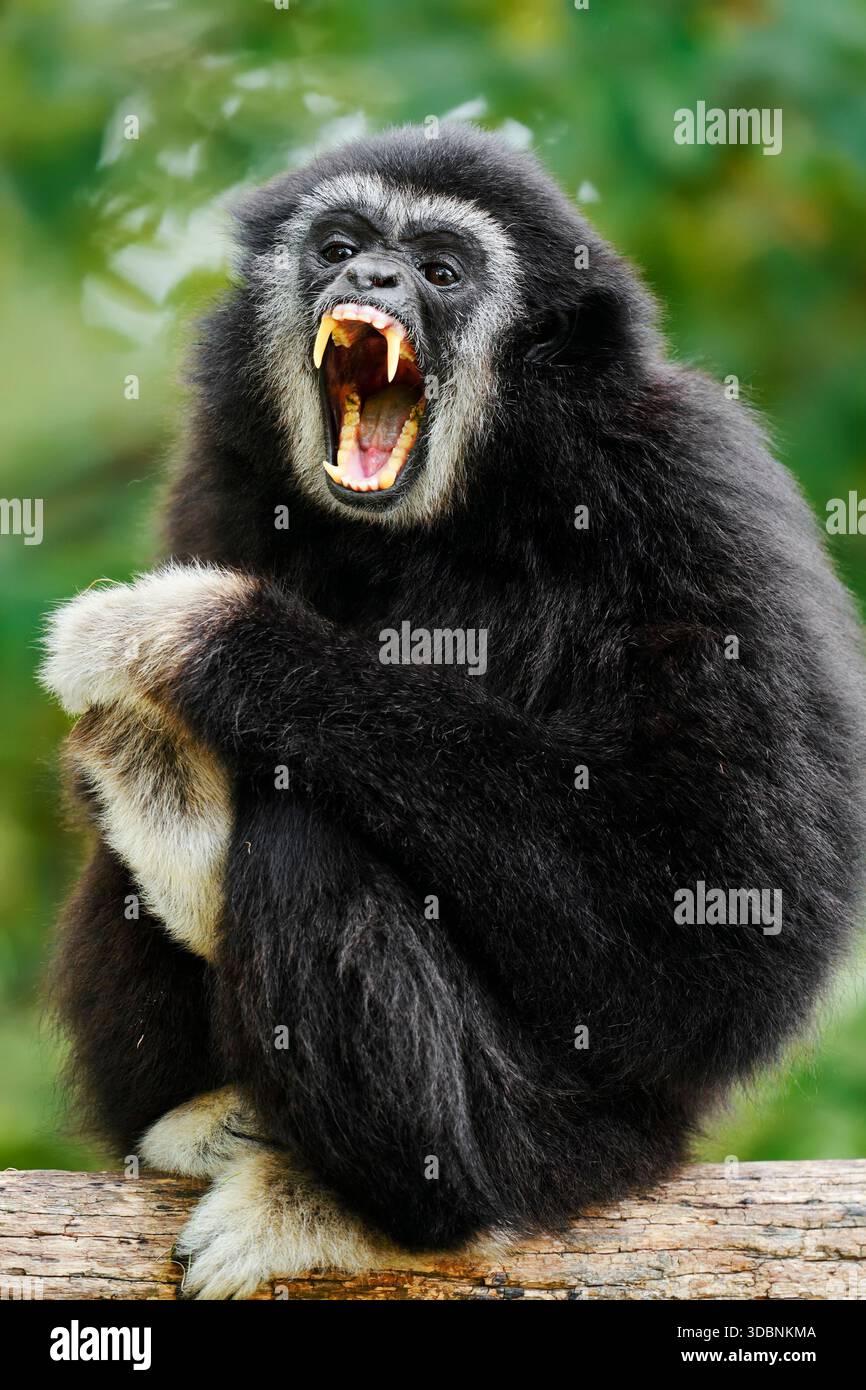 gibbone bianco o lar (Hylobates lar), morph di colore scuro, presente in Asia Foto Stock