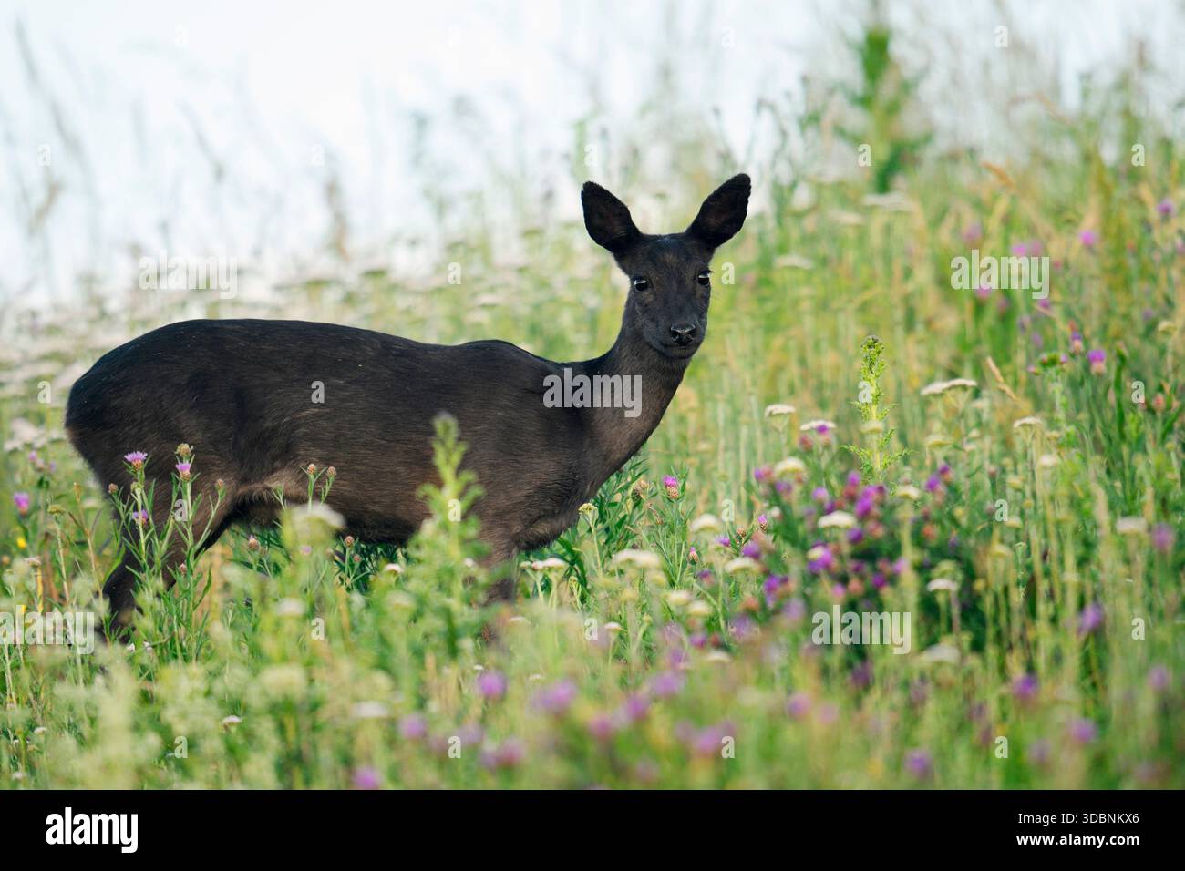 Capriolo europeo (Capreolus capreolus), cervo nero in piedi in un prato, bassa Sassonia, Germania Foto Stock