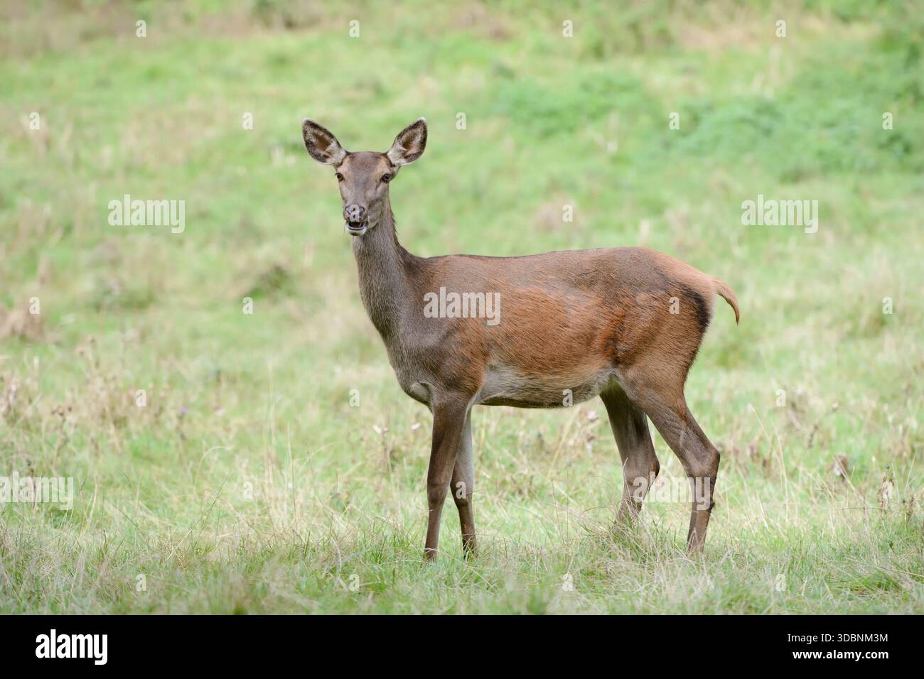 Cervo rosso (Cervus elaphus), doe, Renania settentrionale-Vestfalia, Germania Foto Stock