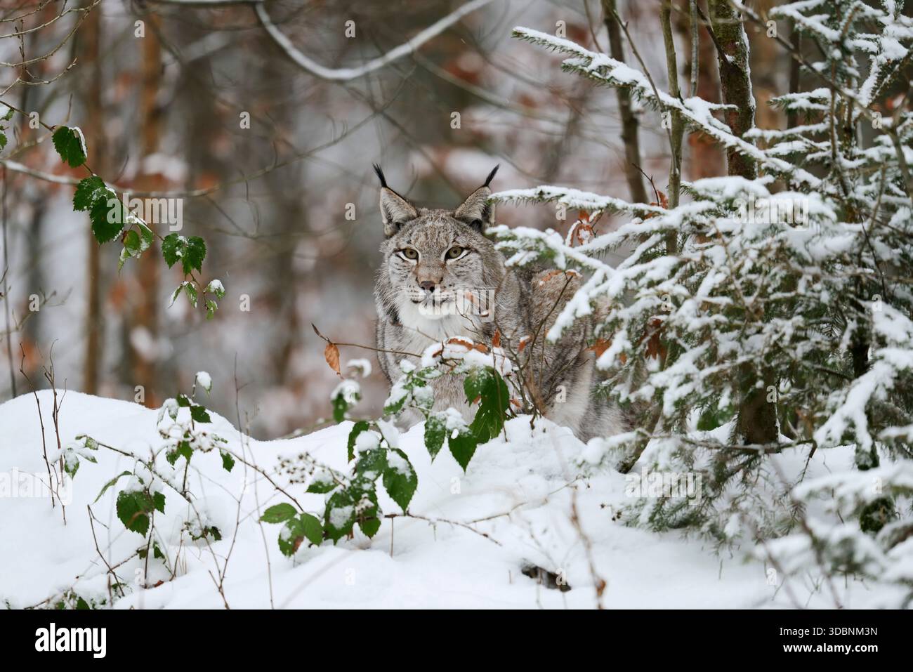 Lince eurasiatica (lince lince) in inverno, Germania Foto Stock