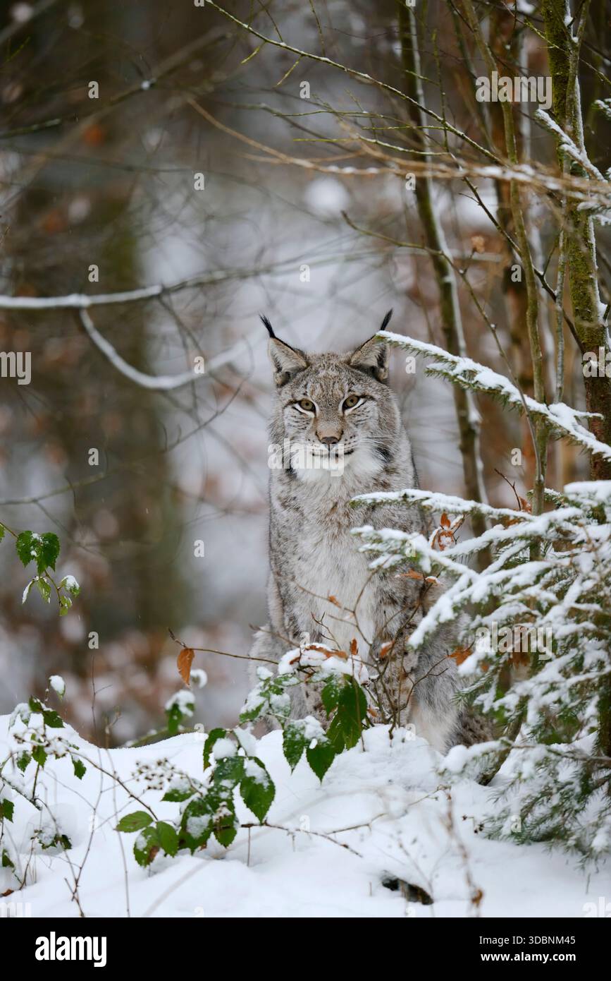 Lince eurasiatica (lince lince) in inverno, Germania Foto Stock