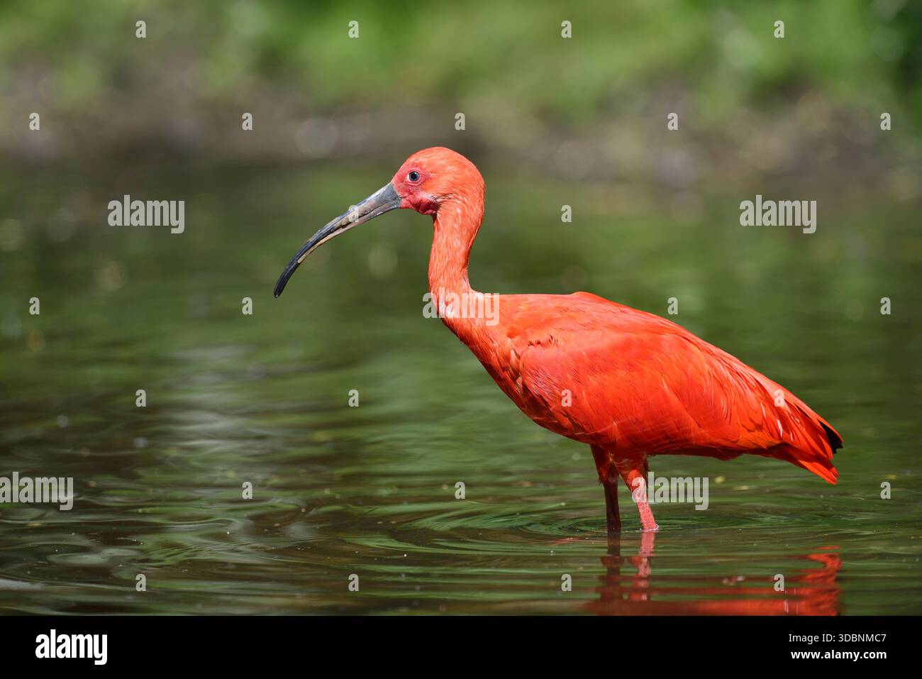 Scarlet ibis o ibis rosso (Eudocimus ruber), piume Foto Stock