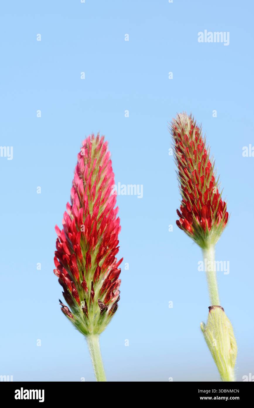 Trifoglio viola o trifoglio a coda di volpe (Trifolium rubens), Renania settentrionale-Vestfalia, Germania Foto Stock