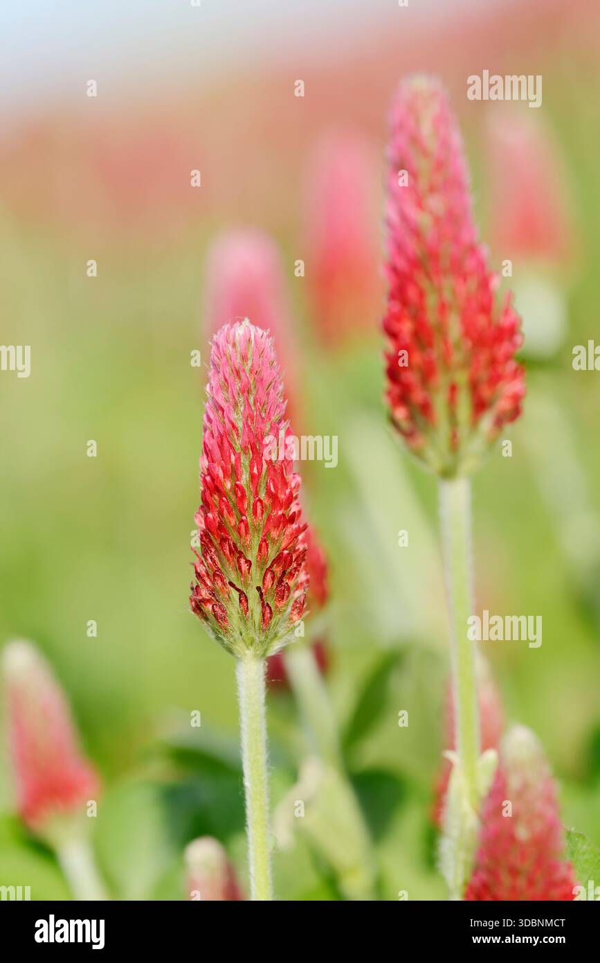 Trifoglio viola o trifoglio a coda di volpe (Trifolium rubens), Renania settentrionale-Vestfalia, Germania Foto Stock