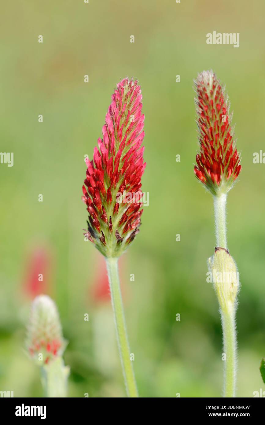 Trifoglio viola o trifoglio a coda di volpe (Trifolium rubens), Renania settentrionale-Vestfalia, Germania Foto Stock