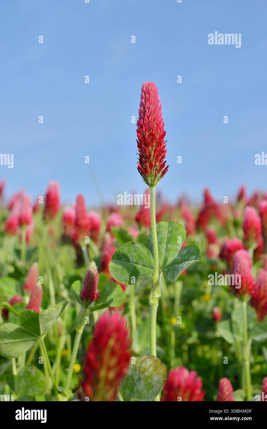 Trifoglio viola o trifoglio a coda di volpe (Trifolium rubens), Renania settentrionale-Vestfalia, Germania Foto Stock