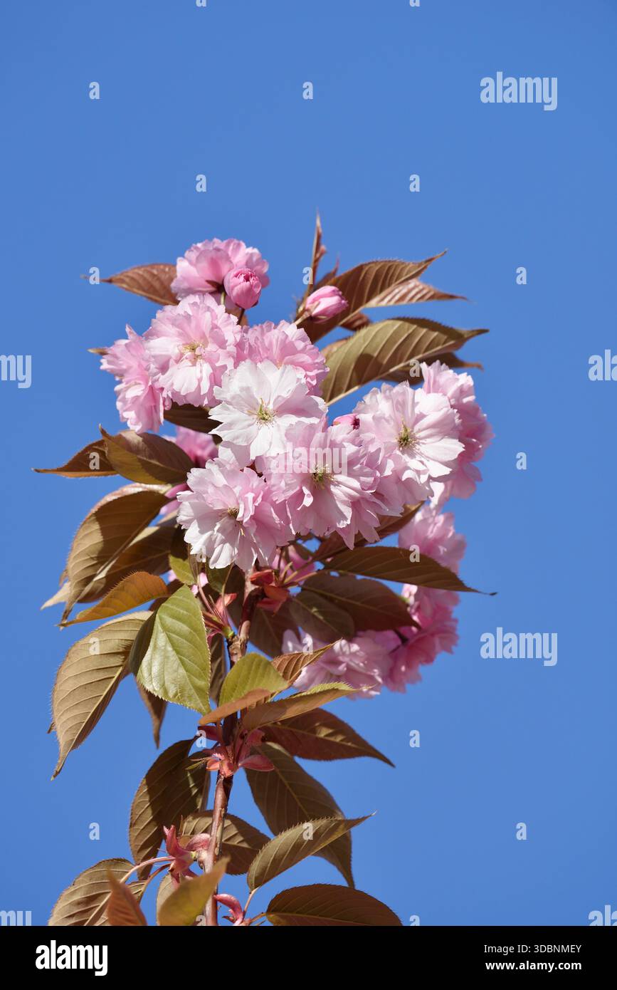 Ciliegio in fiore giapponese o ciliegio orientale (Prunus serrulata), ramificato con fiori, Renania settentrionale-Vestfalia, Germania Foto Stock