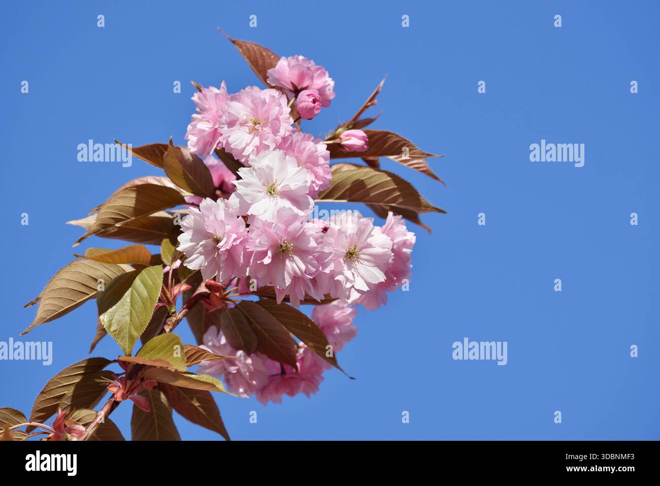 Ciliegio in fiore giapponese o ciliegio orientale (Prunus serrulata), ramificato con fiori, Renania settentrionale-Vestfalia, Germania Foto Stock