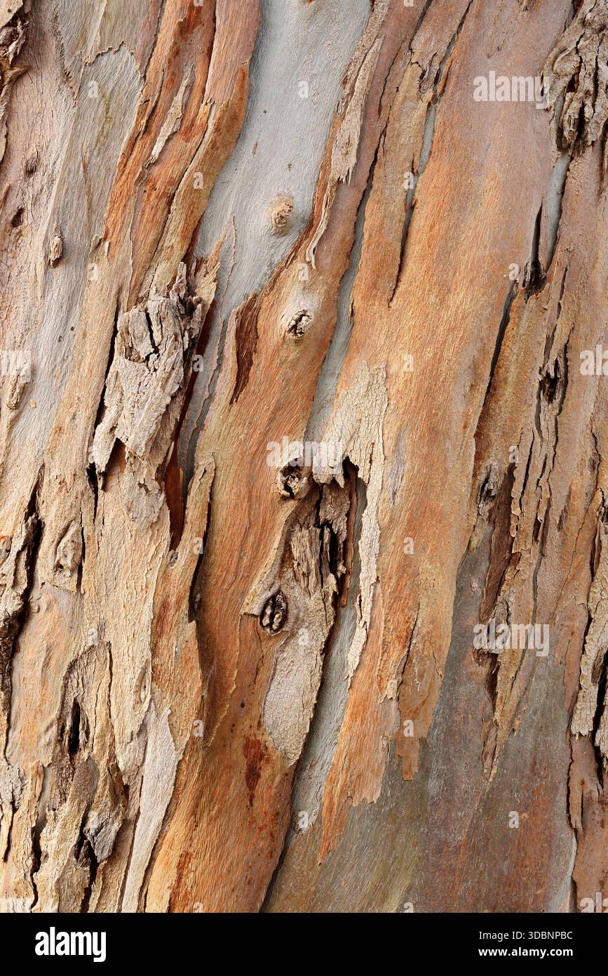 Eucalipto blu o albero della febbre comune (eucaliptus globulus), dettaglio corteccia, Algarve, Portogallo, originario dell'Australia Foto Stock
