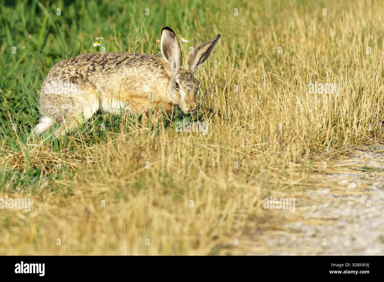 Lepre bruna in posizione bassa e allerta tra erba verde e prato dorato con fiori selvatici bianchi, che mostrano un comportamento mimetico naturale e i subacquei dell'habitat Foto Stock