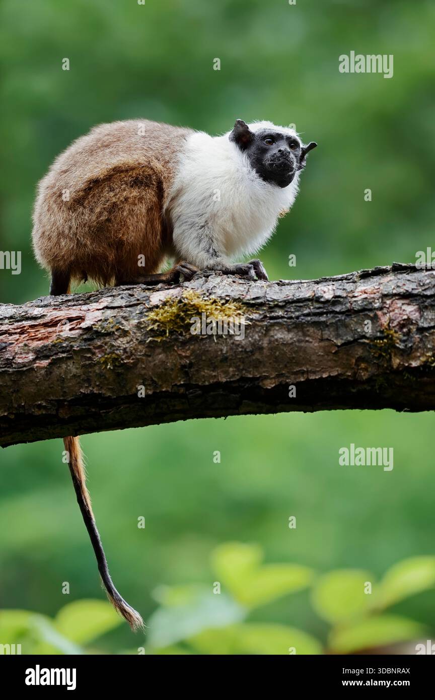 Scimmia mantellata o tamarin bicolor (Saguinus bicolor), prigioniera, originaria del Brasile Foto Stock