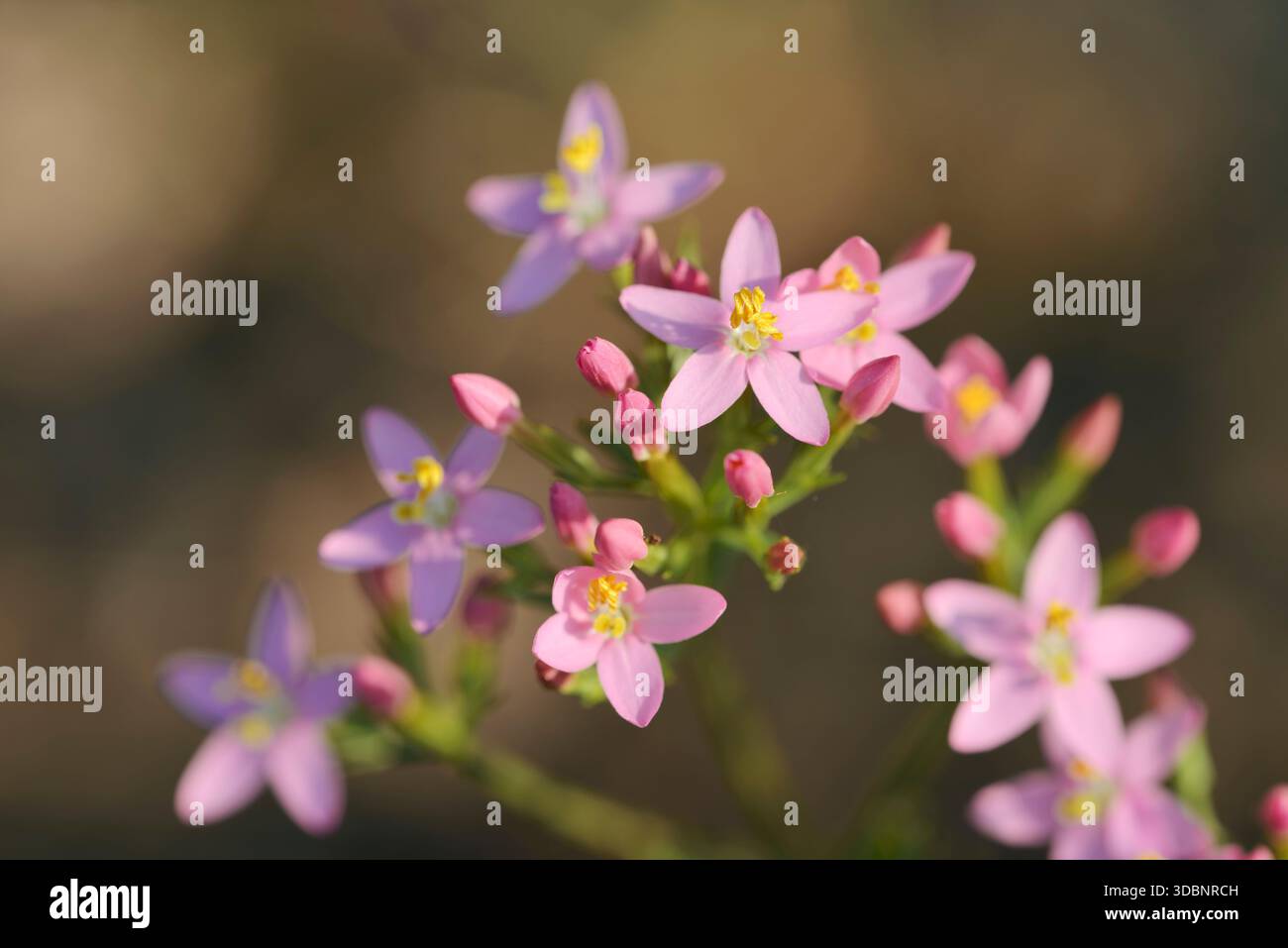 Centaury (Centaurium erythraea), fiori, Renania settentrionale-Vestfalia, Germania Foto Stock