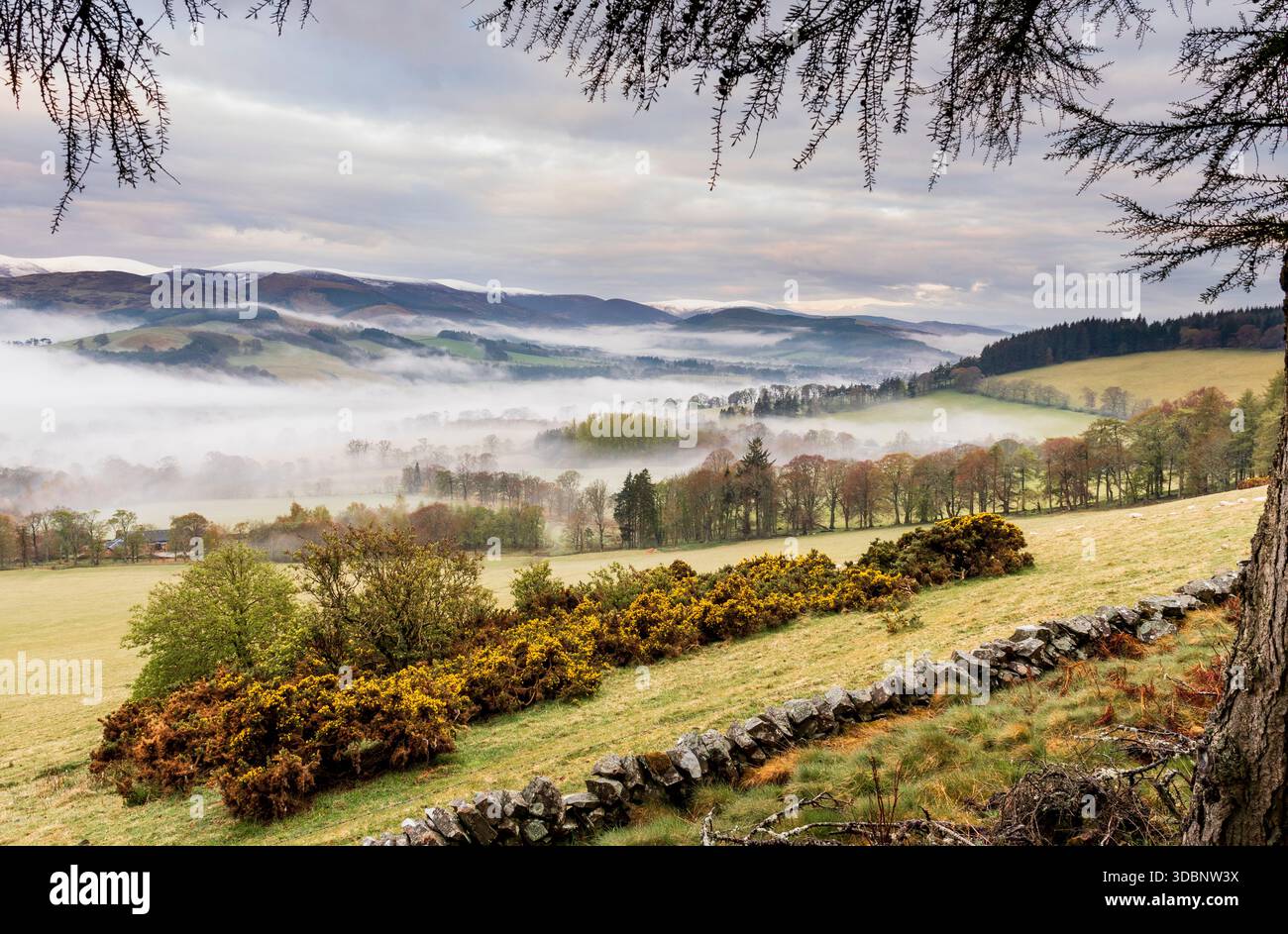 Un tranquillo paesaggio all'alba con valle nebbiosa e colline ondulate in Scozia. Foto Stock