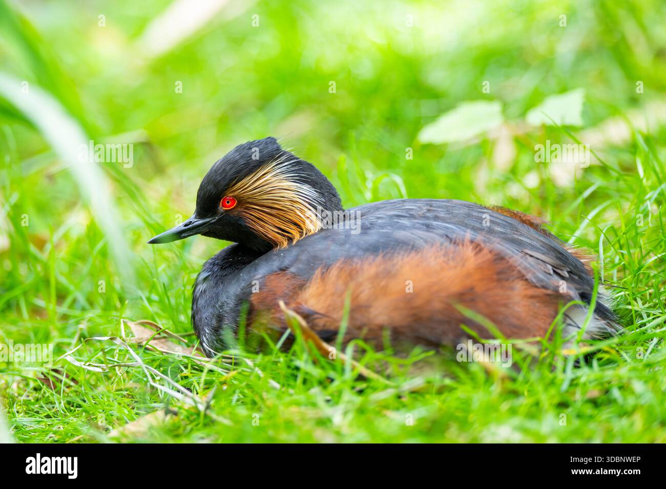 Grebe dal collo nero o grebe dalle orecchie (Podiceps nigricollis) disteso su un prato, prigioniero, zoo di Augusta, Germania, Europa Foto Stock