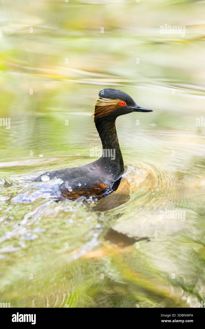 Grebe dal collo nero o grebe dalle orecchie (Podiceps nigricollis) che nuotano in acqua, in cattività, zoo di Augusta, Germania, Europa Foto Stock