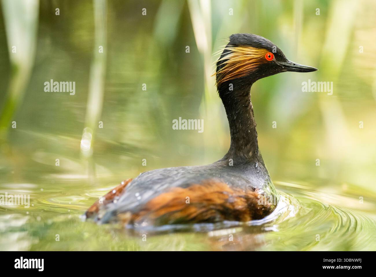 Grebe dal collo nero o grebe dalle orecchie (Podiceps nigricollis) che nuotano in acqua, in cattività, zoo di Augusta, Germania, Europa Foto Stock