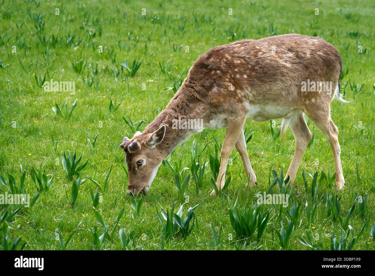 Pascolo europeo del cervo (Dama dama) a maggio, le sue corna stanno appena iniziando a crescere Foto Stock