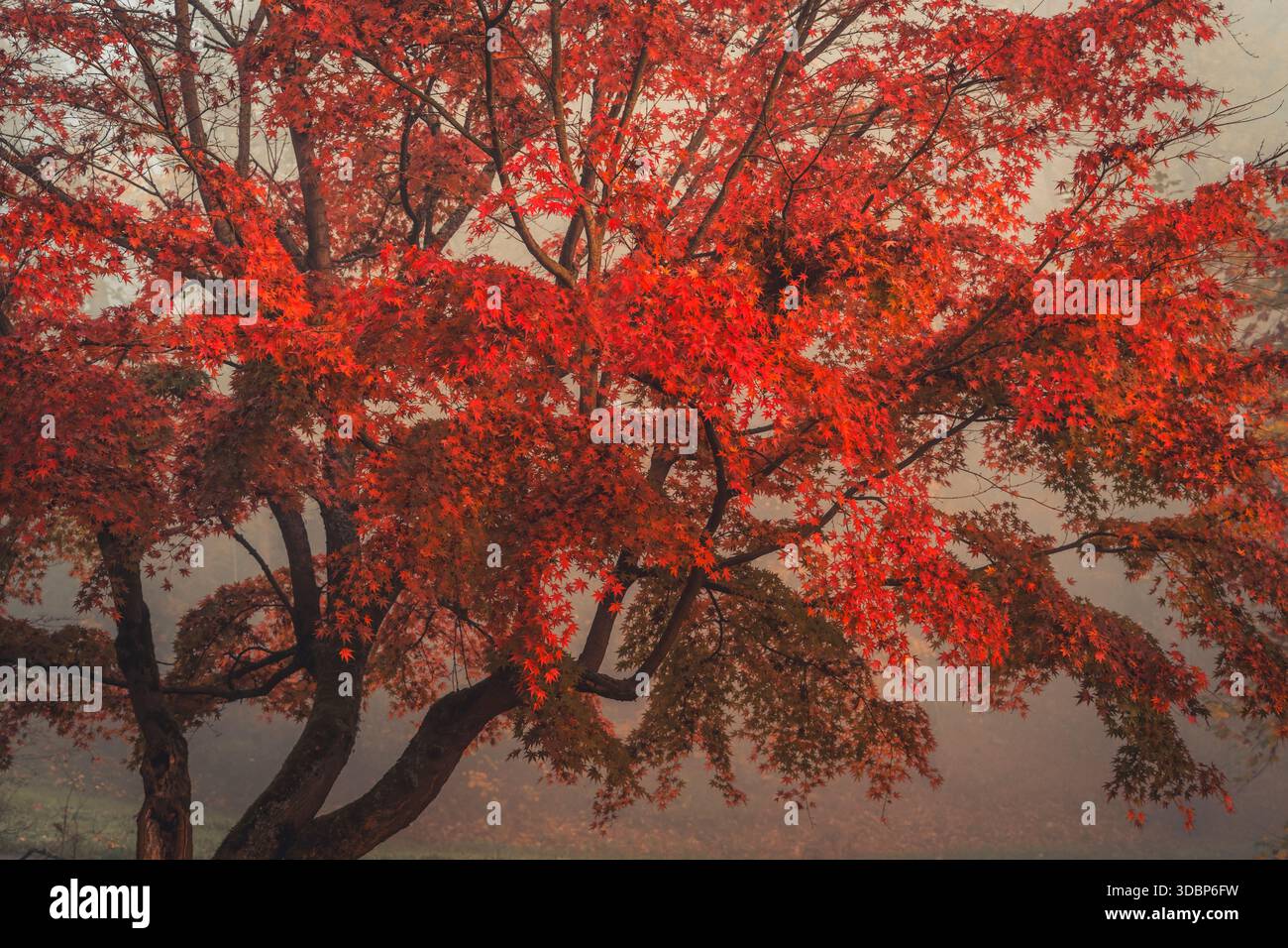 Acero ventaglio di colore autunnale con nebbia leggera a Kassel, Assia, Germania Foto Stock