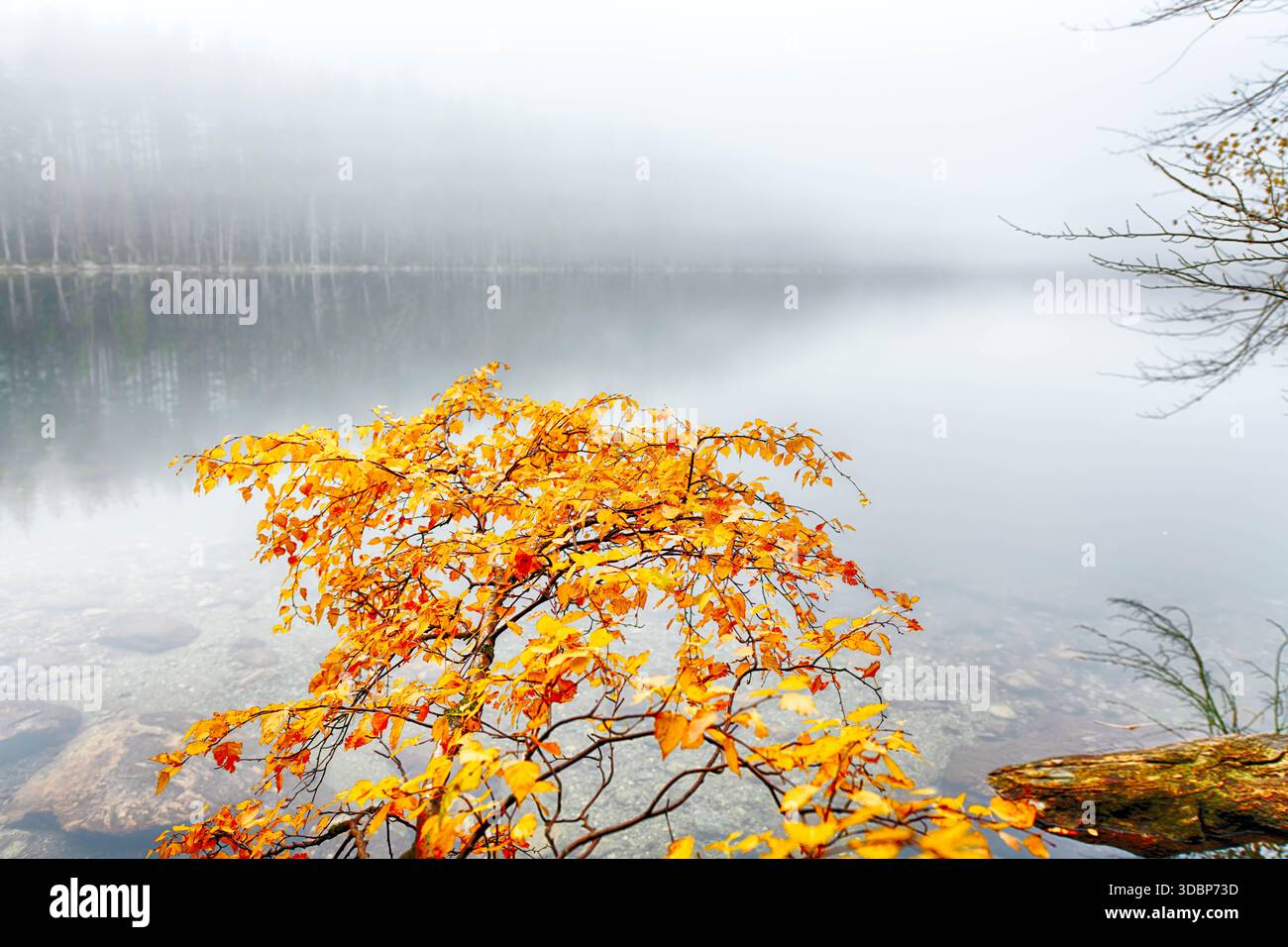 Ramo di betulla giallo brillante in primo piano, lago freddo nebbioso, foresta nebbiosa sullo sfondo Foto Stock