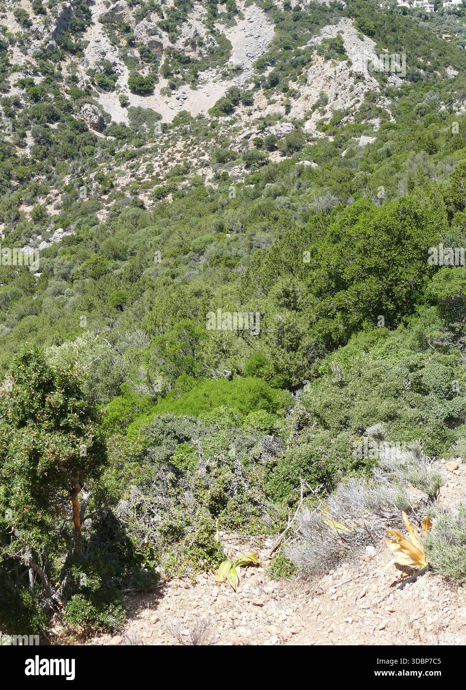 PALEOCHORA, CRETA - 6 MAGGIO 2025 - paesaggio montano che rivela una lussureggiante vegetazione verde originaria della natura selvaggia cretese, mettendo in risalto la diversità ecologica Foto Stock
