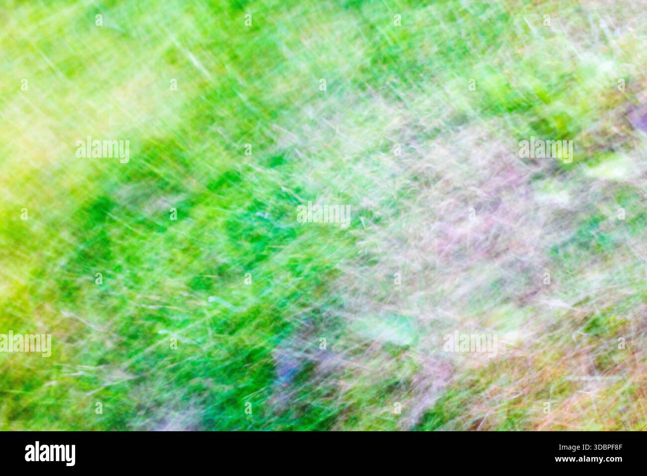 Sfondo morbido e sfocato dalla natura Foto Stock