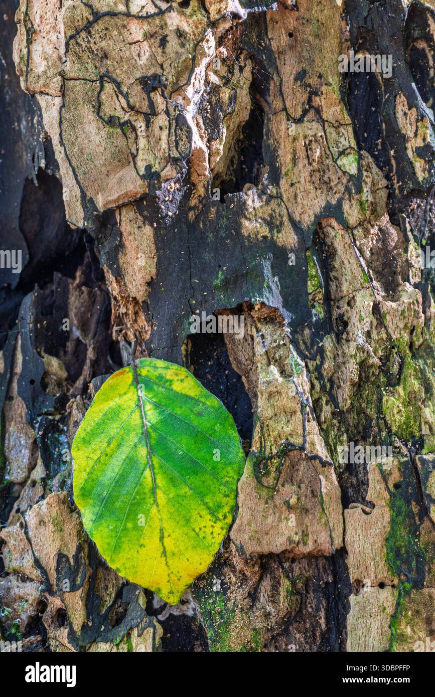 Natura morta della foresta, tronco di alberi, singola foglia, spazio di testo libero Foto Stock