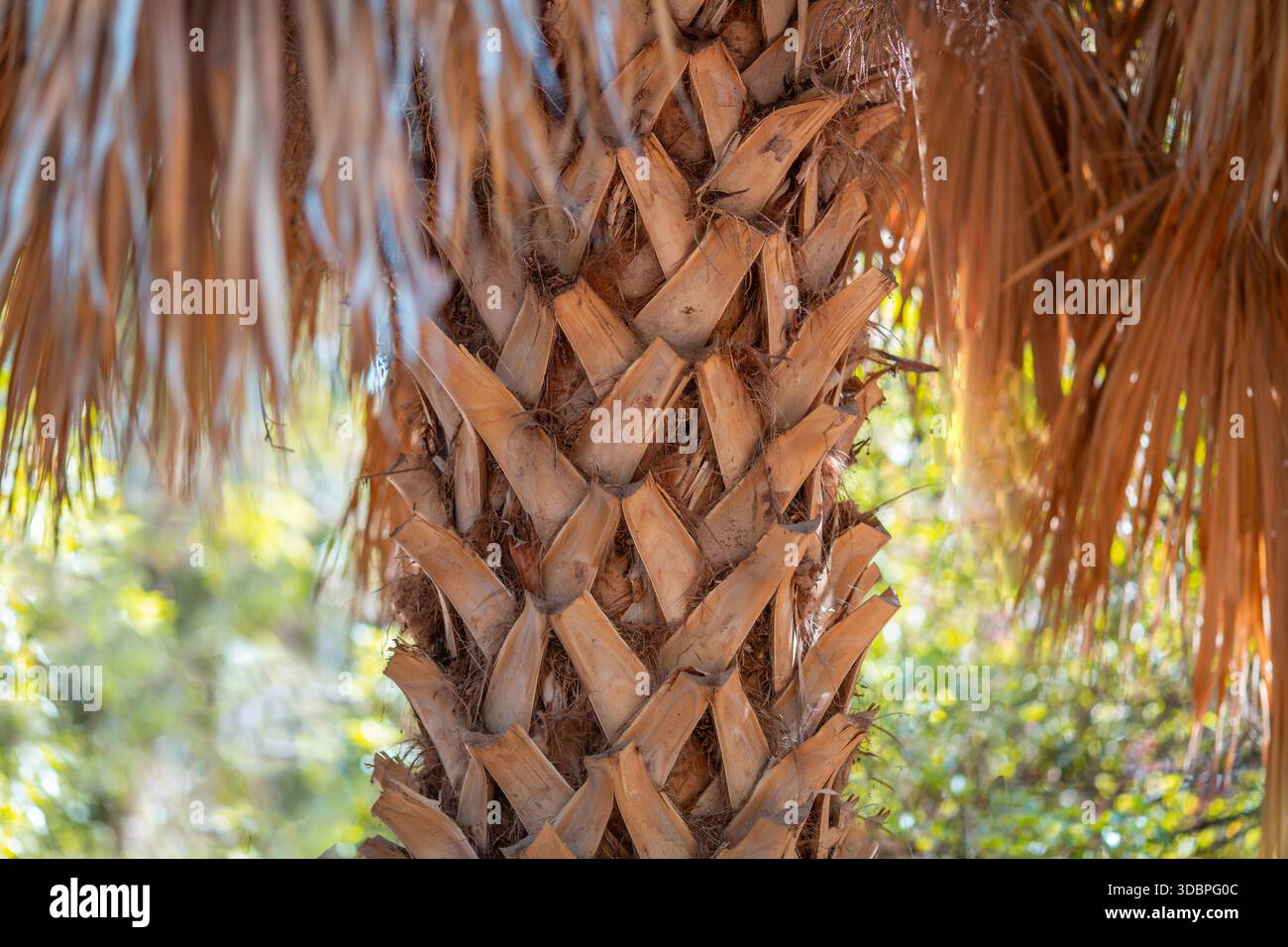 Tronco di Palma Foto Stock