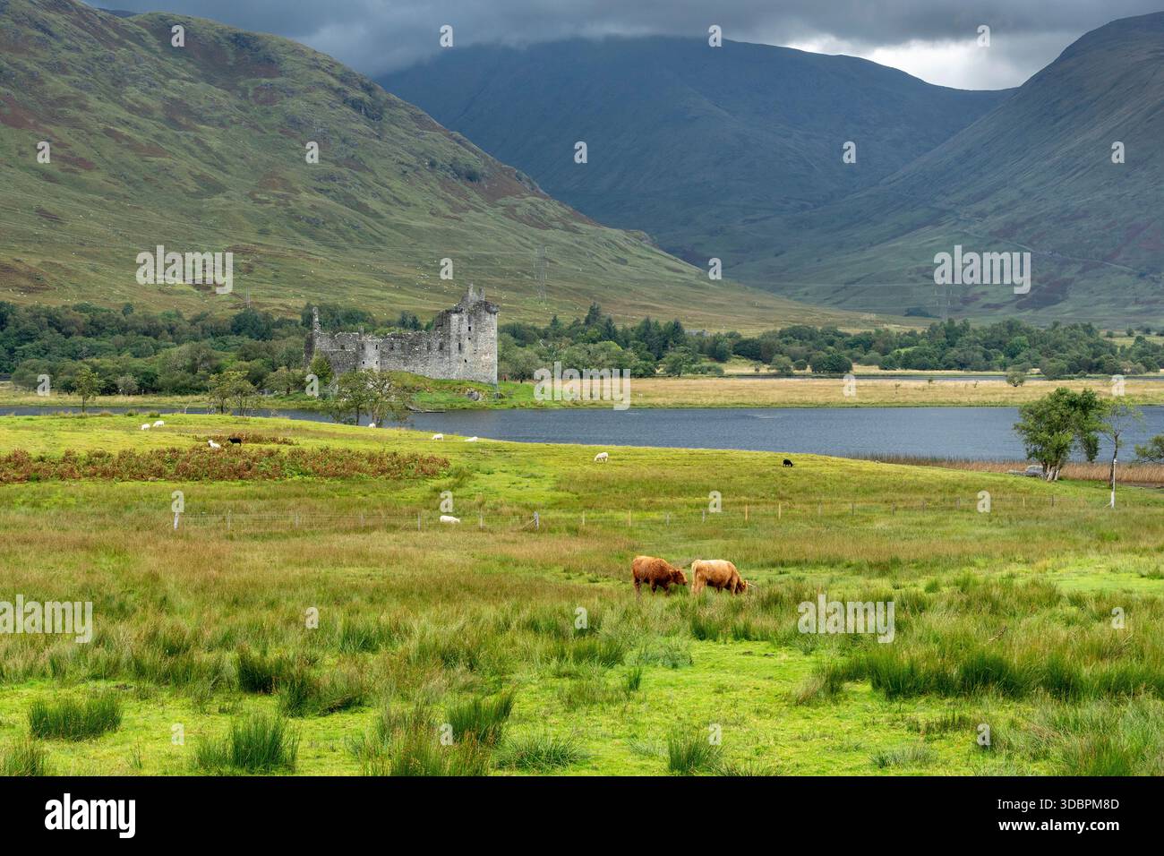 Scozia, Loch Awe, Kilchurn Castle, Scottish Highland Cattle Foto Stock