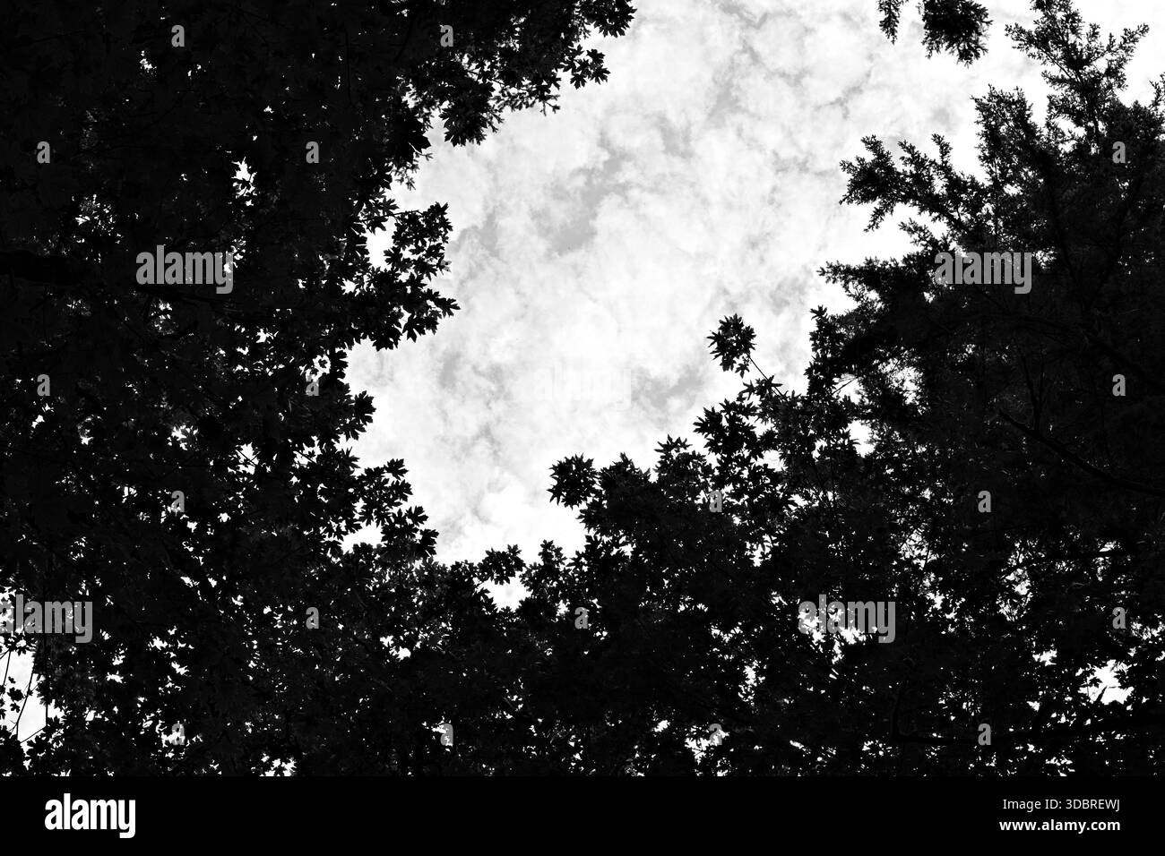 Vista in bianco e nero delle sagome degli alberi che incorniciano un cielo nuvoloso a Snoqualmie, Washington, creando una composizione minimale e soffice a baldacchino della foresta. Foto Stock