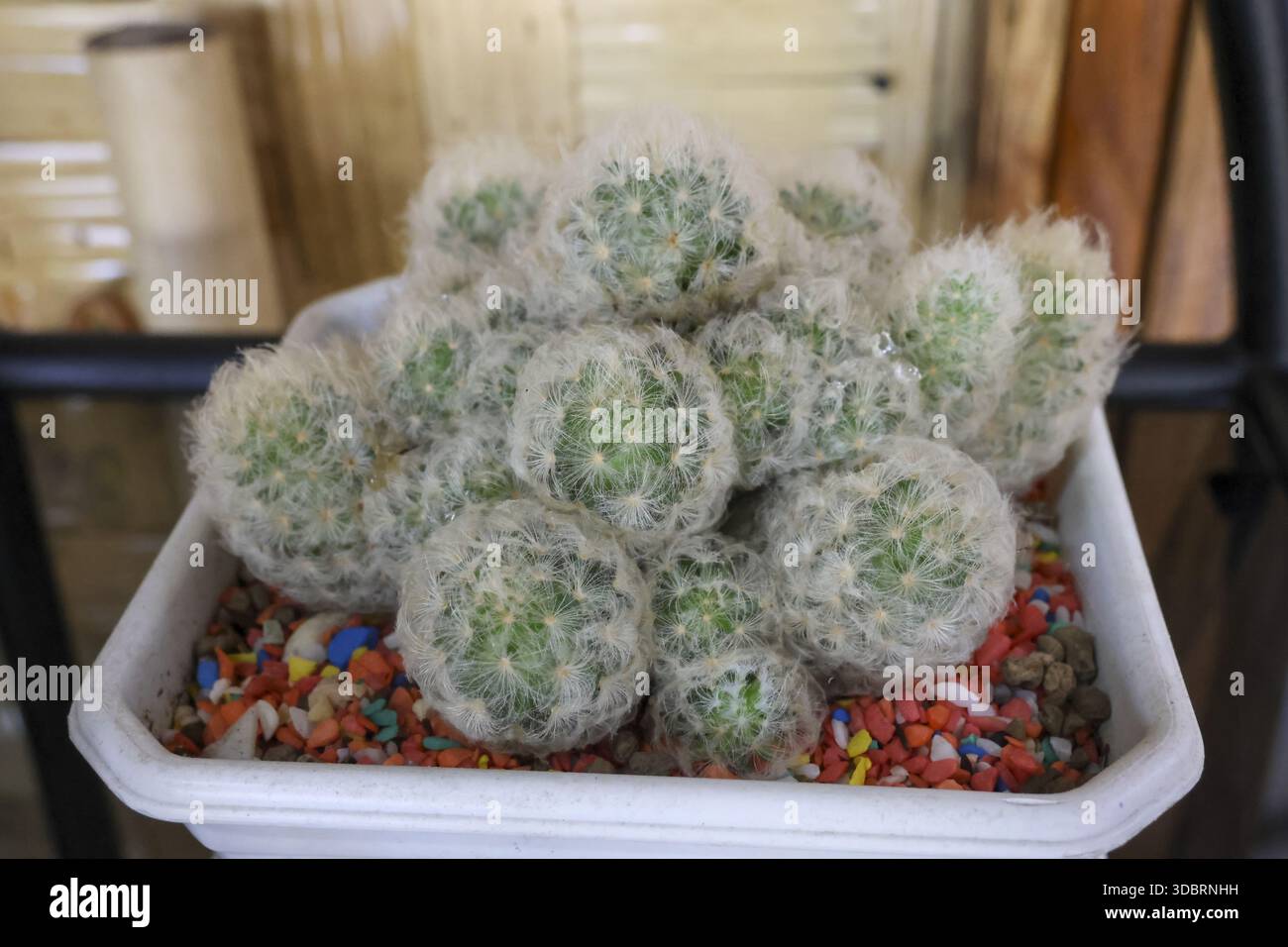 Piccolo gruppo di cactus soffici con spine bianche fuzzy che crescono in pentola di plastica con decorazioni in pietra colorata evoca una serena sensazione di pace della natura bea Foto Stock