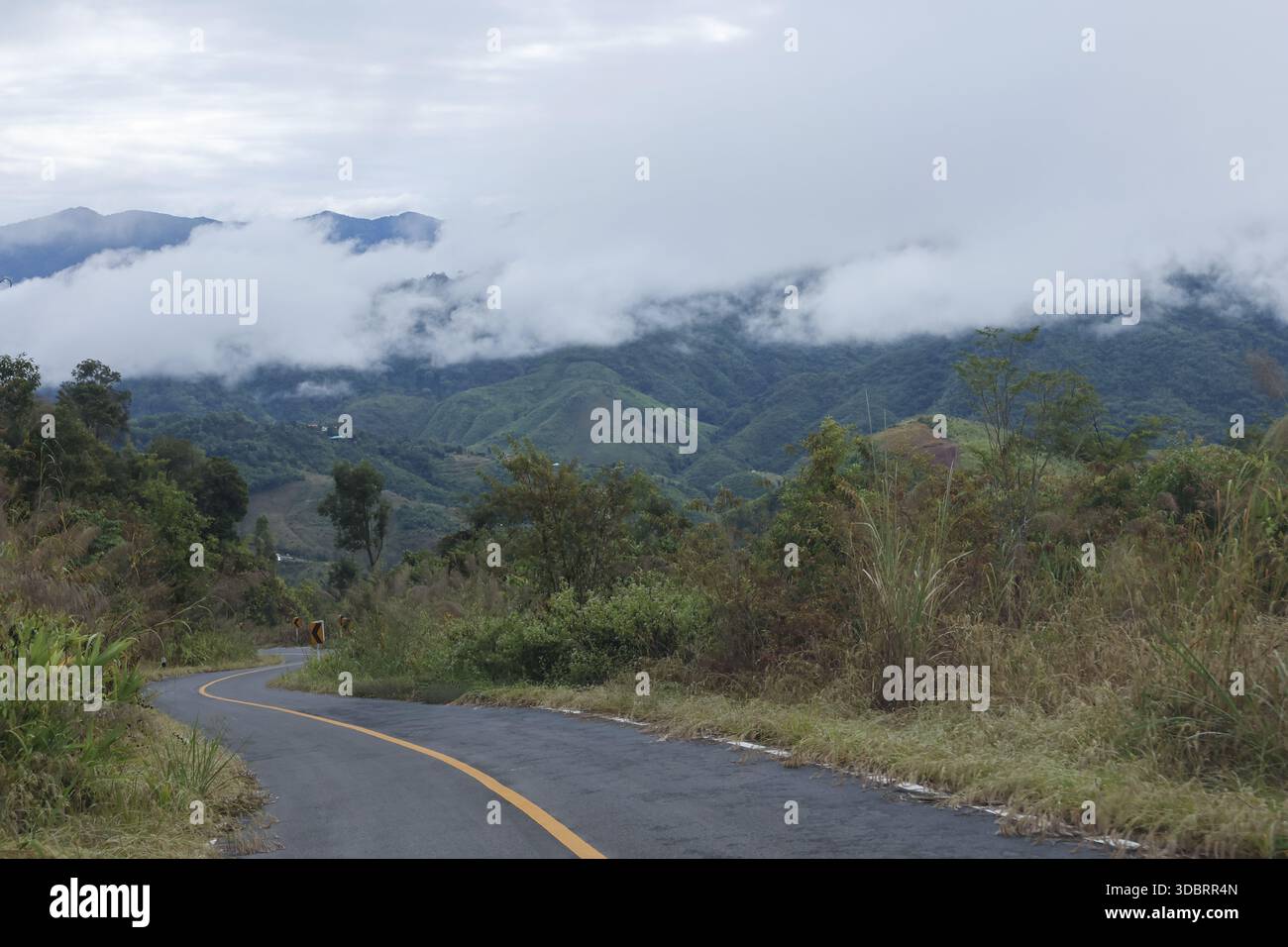 Tortuosa strada lastricata che si snoda attraverso la foresta verde verso la cima nebbiosa della montagna, trascorrendo un tranquillo viaggio sereno e tranquilla solitudine nella nebbia mattutina Foto Stock
